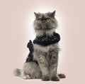 Grumpy Persian cat wearing a shiny harness, sitting Royalty Free Stock Photo