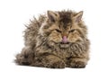 Grumpy Selkirk rex lying, licking its lips Royalty Free Stock Photo