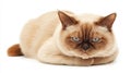 Grumpy short-haired cat with blue eyes lying on a white background. Pet. Angry animal. Royalty Free Stock Photo