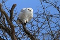 Grumpy snowy owl Royalty Free Stock Photo