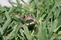 Grumpy toad Royalty Free Stock Photo