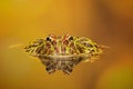 Grumpy toad Royalty Free Stock Photo