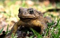 Grumpy Toad Royalty Free Stock Photo