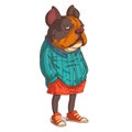 A Grumpy Urban Dog, isolated vector illustration. Cartoon picture of a serious French bulldog in casual outfit