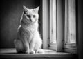 A Grumpy White Cat Perfectly Perched on a Window Sill A Stylish Black and White Stock Image for Royalty Free Stock Photo