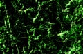 Grung green and dark texture abstract background