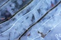 Grunge abstract ice background Royalty Free Stock Photo