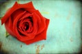 Grunge aged textured rose