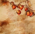 Grunge background with a sketch of orange physalis Royalty Free Stock Photo