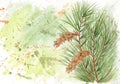 Grunge background with Weymouth pine Pinus strobus Royalty Free Stock Photo