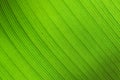 Grunge banana leaves background Royalty Free Stock Photo