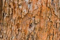 Grunge bark texture
