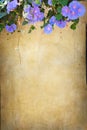 Grunge bindweed background