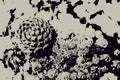 Grunge black and white background with pine cones. Vector illustration. Digital engraving. Royalty Free Stock Photo