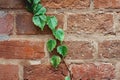 Grunge brick wall with natural floral frame. wild grape