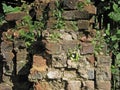 Grunge Brick Wall with Plants.