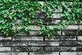 Grunge brick wall with vine plant old dirty natural
