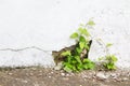 Grunge concrete wall and green plant, background and texture. vintage tone Royalty Free Stock Photo