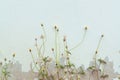 Grunge concrete wall and green plant. vintage tone Royalty Free Stock Photo