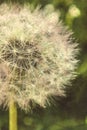 Grunge dandelion