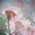 Grunge effect Sunlit Flowering Gum Blossoms Royalty Free Stock Photo