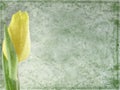 Grunge floral background Royalty Free Stock Photo