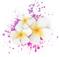 Grunge frangipani flowers