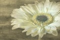 Grunge gerbera