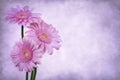 Grunge Gerbera Daisies Royalty Free Stock Photo