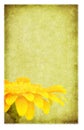 Grunge Gerbera Daisy Royalty Free Stock Photo