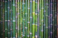 Grunge green bamboo fence,texture background Royalty Free Stock Photo