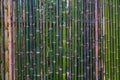 Grunge green bamboo fence,texture background Royalty Free Stock Photo