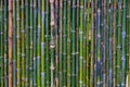 Grunge green bamboo fence,texture background Royalty Free Stock Photo