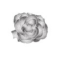 Grunge halftone black and white rose isolated on a white background. Vector illustratoin with halftone dots texture for