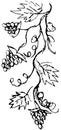 Grunge hand-drawn vector black and white sketch of a grapevine. Simple shaded sloppy drawing of a climbing plant with a bunch of