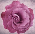 Grunge Lavender Rose Royalty Free Stock Photo