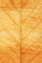 Grunge Leaf Abstract Background