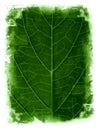 Grunge leaf framed background Royalty Free Stock Photo