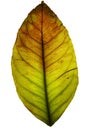 Grunge leaf, isolated Royalty Free Stock Photo