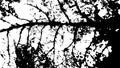 Grunge Leaf Pattern. Organic Destruction concept. Black white texture. Distress tree Leaf. Grungy dirty overlay