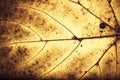 Grunge leaf texture Royalty Free Stock Photo