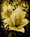 Grunge lillies Royalty Free Stock Photo