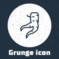 Grunge line Ginger root icon isolated on grey background. Monochrome vintage drawing. Vector