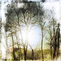Grunge nature background with bare trees.