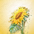 Grunge painting sunflower. Royalty Free Stock Photo