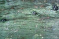 Grunge pale green colored wood plank with gnarls