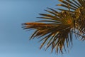 Grunge palm background. Royalty Free Stock Photo