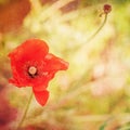 Grunge paper background , bright red poppy