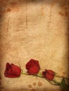 Grunge paper with red roses. Royalty Free Stock Photo