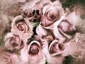 Grunge pink roses Royalty Free Stock Photo
